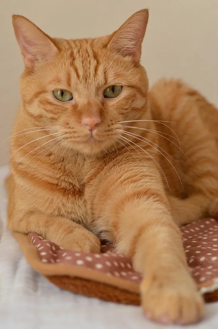 Порода рыжих кошек фото с названиями catsncuddles Orange tabby cats, Pretty cats, Cat breeds