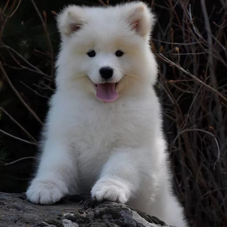 Порода самоед фото цена щенка Pin by Vicki A. Martinelli on Samoyed Samoyed dogs, Samoyed puppy, Puppies