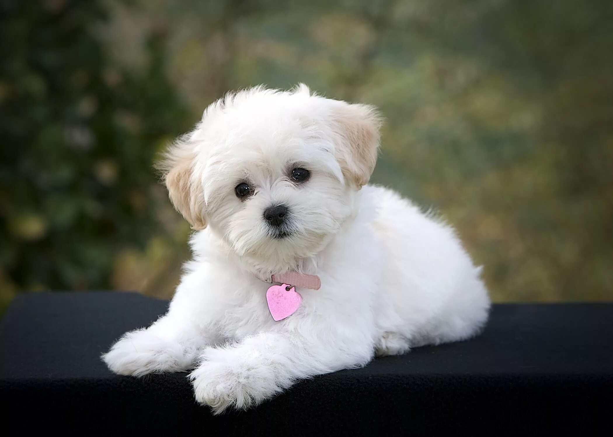 Порода щенка по фото онлайн maltipoo Cute dogs breeds, Cute dogs, Cute small dogs