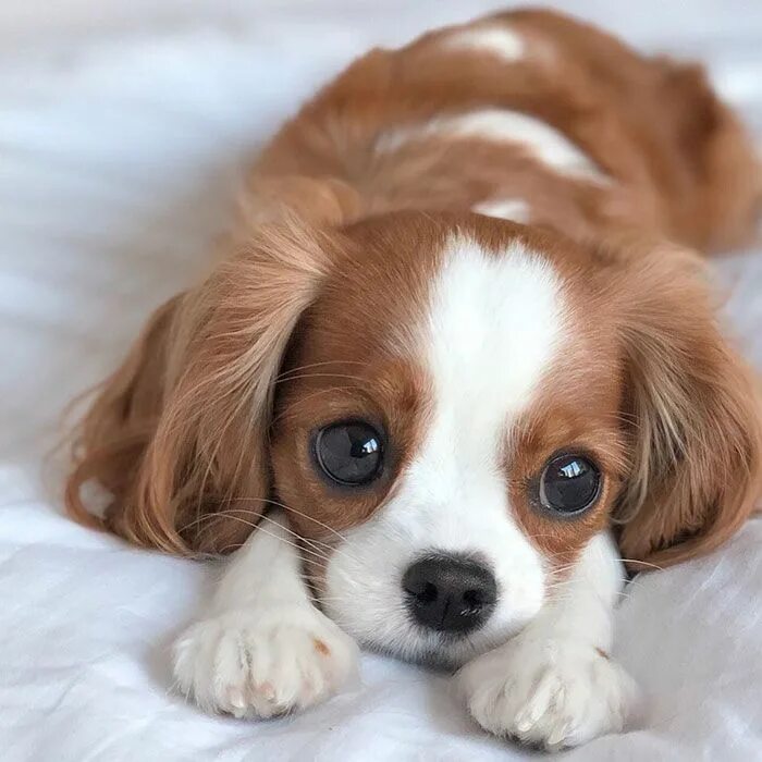 Порода щенка по фото онлайн Tiniest-Cavalier-Puppy-Nessa Perros y cachorros lindos, Imagenes de perros, Perr