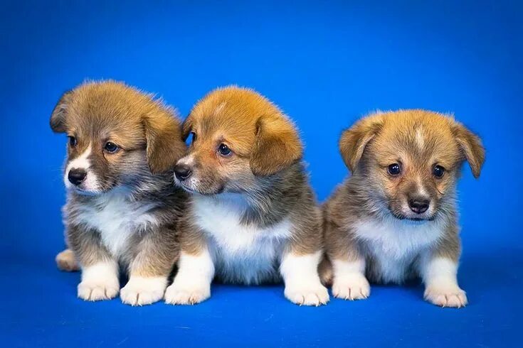 Порода щенка по фото онлайн 48 Best Dog Names From Movies & TV (Famous Male & Female Dogs) Corgi, Best small