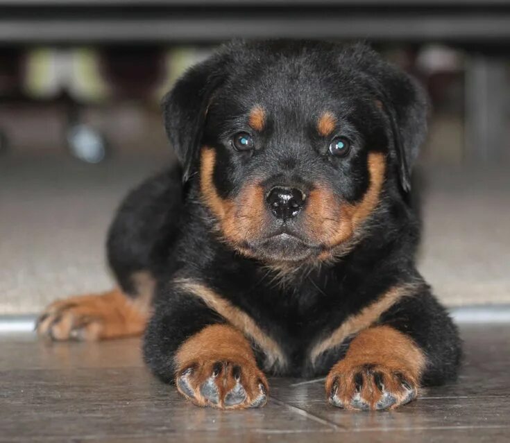 Самая милая собака в мире - померанский шпиц по кличке Бу Cachorro mais fofo, Ca