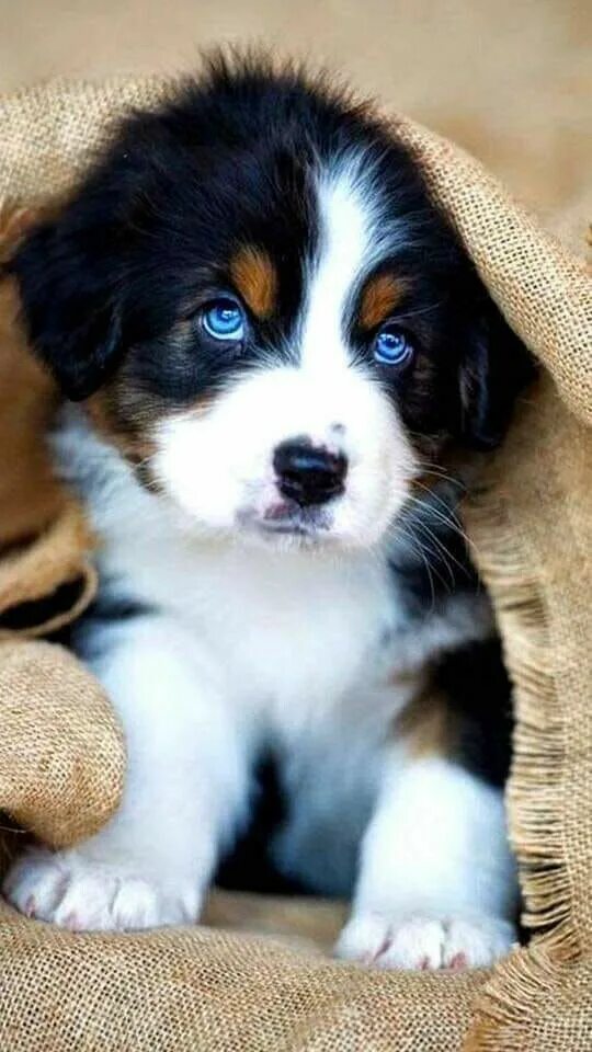 Порода щенка по фото онлайн бесплатно Pin by The Georgeritchie on Animals beautiful Cute animals puppies, Cute dogs, C