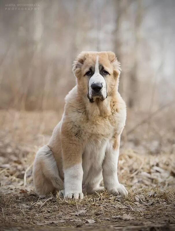 Порода щенков алабай фото Alabai dog breed (Central Asian Shepherd) Cani, Animali, Pastore