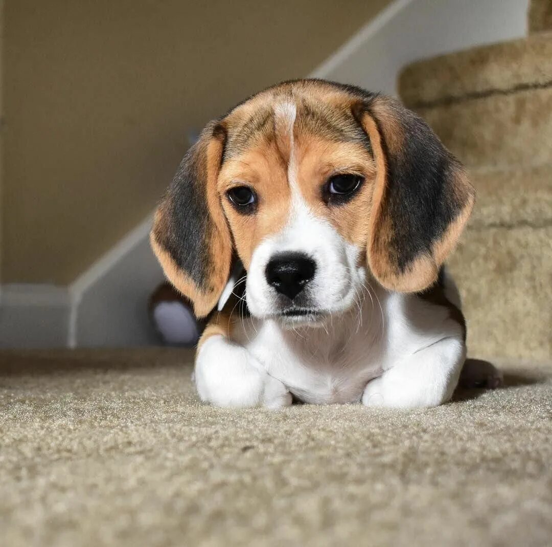 Порода щенков бигля фото Blue Tick Beagle Dogs Beagle dog, Dog breeds, Beagle puppy