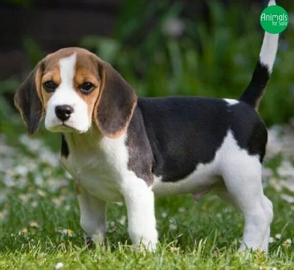 Порода щенков бигля фото Canil The Beagles - há 20 anos especializado na criação da raça Cachorro beagle,