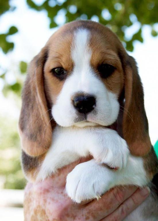 Порода щенков бигля фото Pin on Beagle Pups