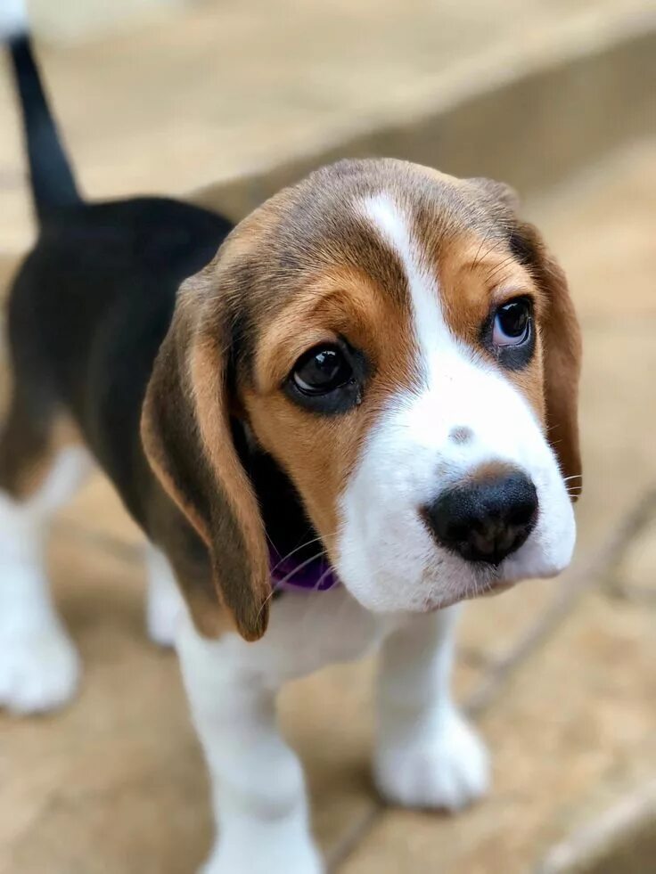 Порода щенков бигля фото Acquire fantastic pointers on "beagle puppies". They are on call for you on our 