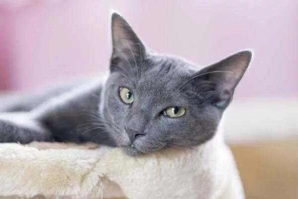 Порода серой кошки фото The Russian Blue Cat - Cat Breeds Korat cat, Cats, Russian blue