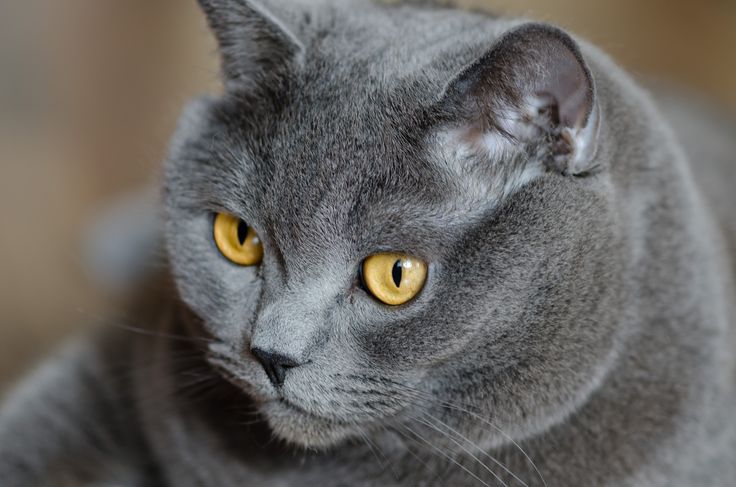 Порода серой кошки фото british gray cat Серые кошки, Кошки и котята, Милые котики