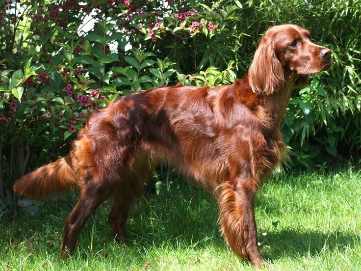 Порода сеттер собака фото Irish setter dogs, Irish setter, Irish red setter