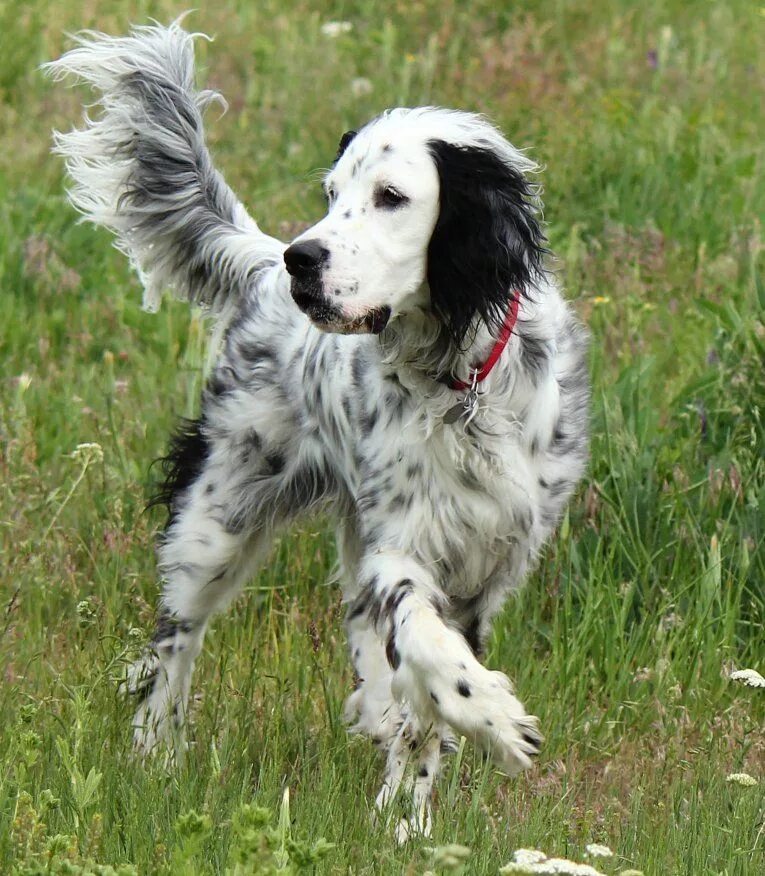 Порода сеттер собака фото Alfie at the dog park English setter dogs, Dogs, Beautiful dogs