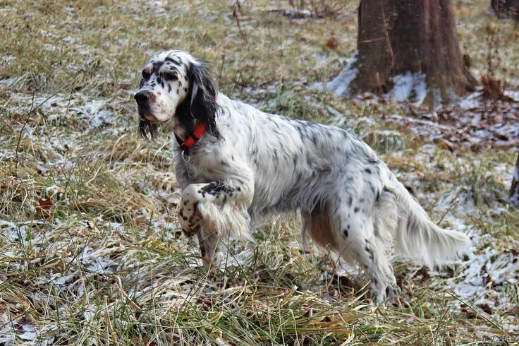 Порода сеттер собака фото English setter dogs, English setter, Hunting dogs