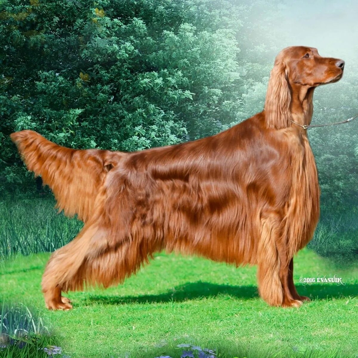 Порода сеттер собака фото Ирландский сеттер Westminster dog show, Irish setter, Irish setter puppy