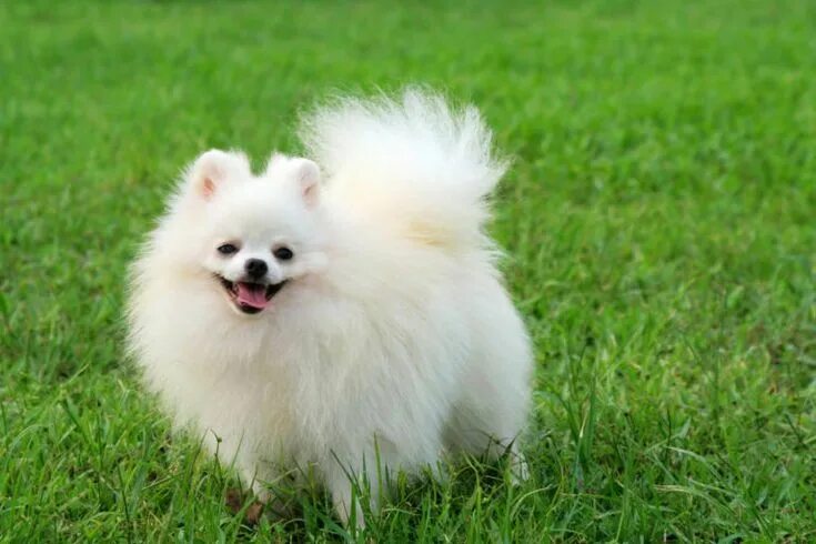 Порода шпиц фото большие и маленькие 20 Cool Facts You Didn't Know About Pomeranians Pomeranian dog, Pomeranian puppy