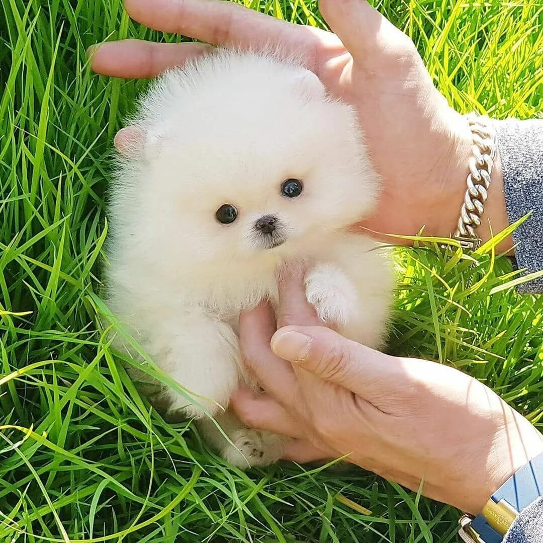 Порода шпиц фото маленькие Adorable light cream color micro teacup pomeranian boy SNOW ... Adorable light c