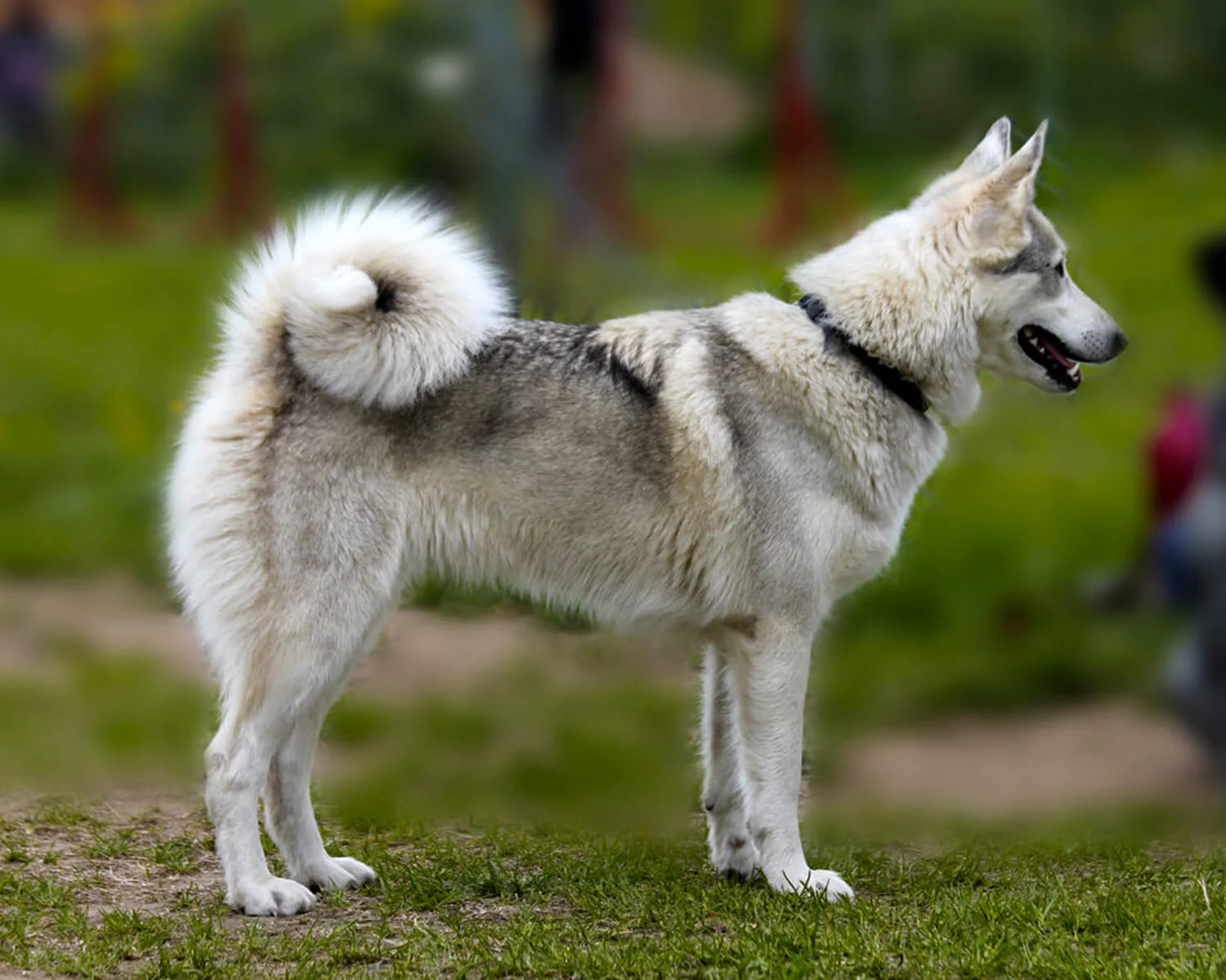 Порода сибирская лайка фото Собаки породы Западносибирская лайка - ICA.DOG