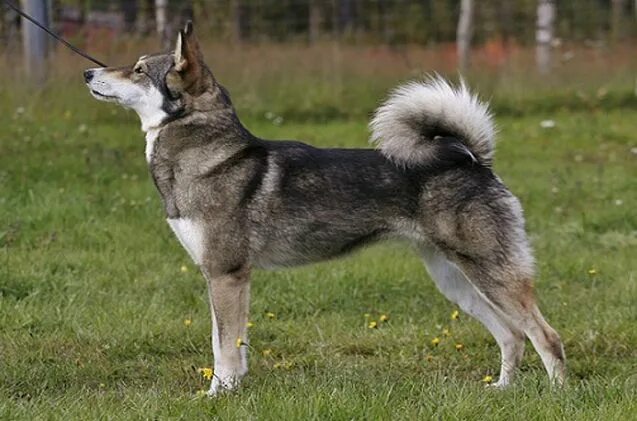 Порода сибирская лайка фото East Siberian Laika Dog Breed Information and Pictures - PetGuide Dog breed info