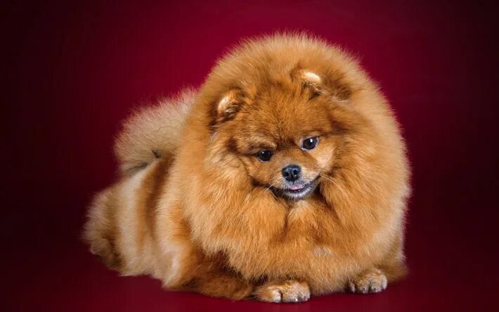 Порода собачек шпиц фото Download wallpapers Pomeranian, puppy, little cute dog, fluffy dog, cute animals