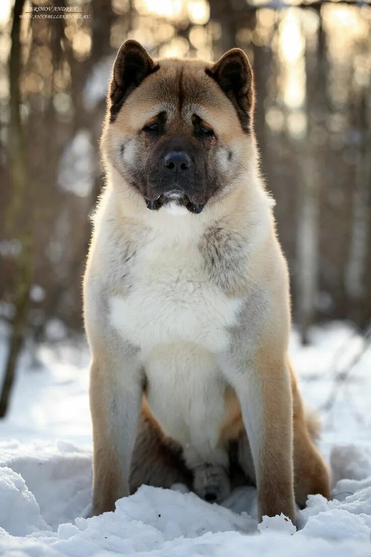 Порода собак акита фото American Akita inu Akita dog, American akita dog, American akita