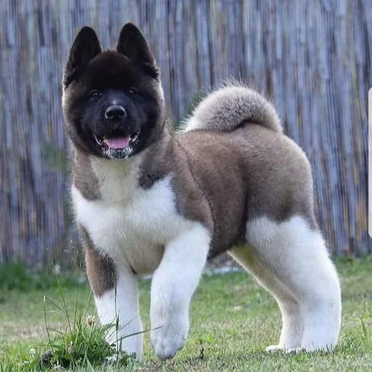 Порода собак акита фото Pin on Animals around World American akita dog, Akita dog, Dogs