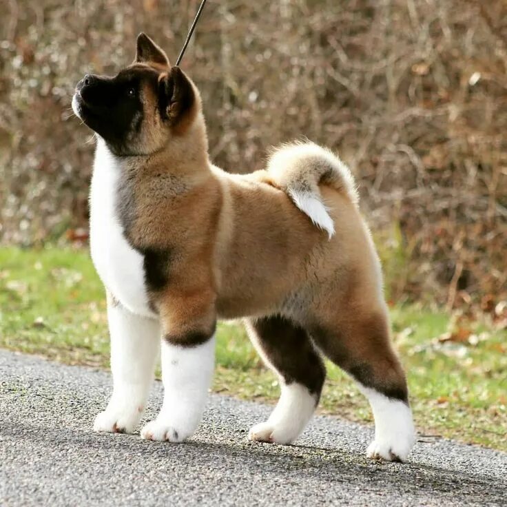 Порода собак акита фото Sendosan Olympian beauty "Nala"3months AMERICAN AKITA