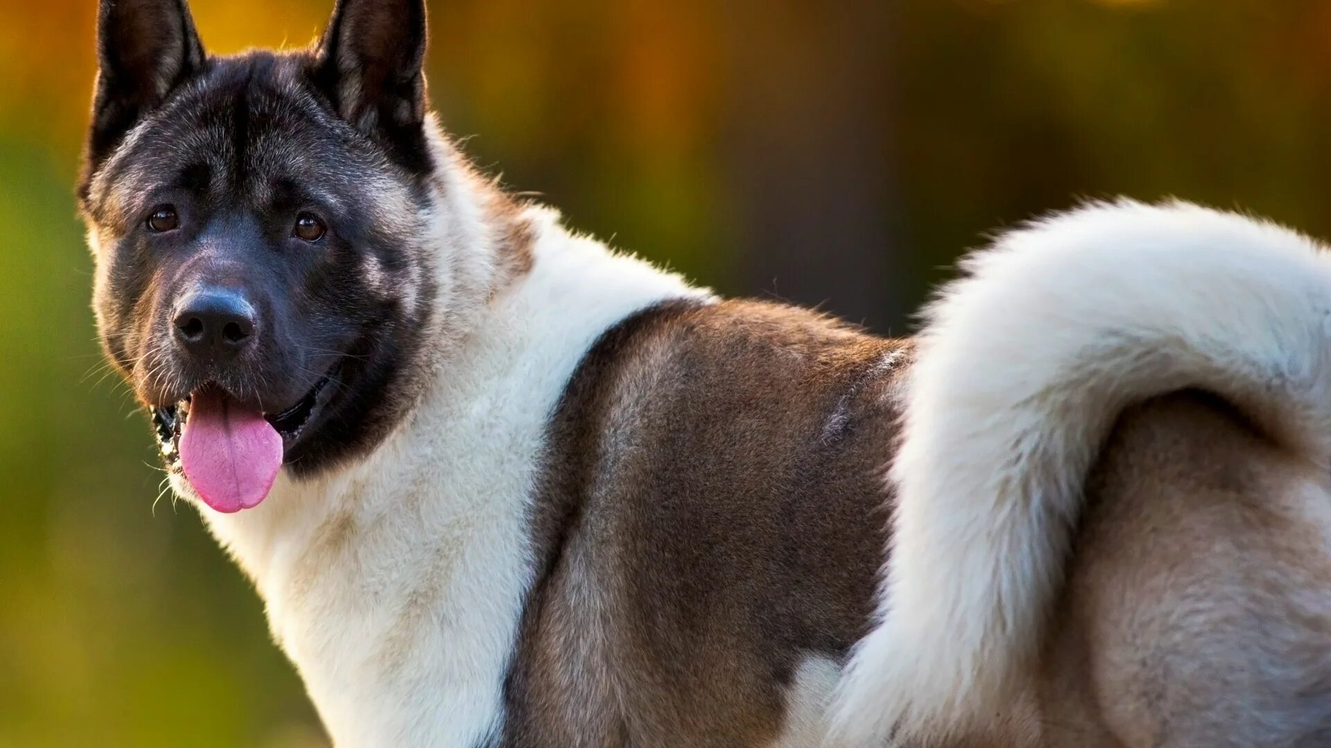 Порода собак акита фото American Akita dog breed information with pictures