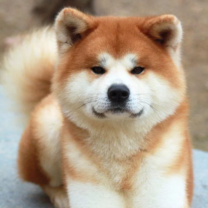 Порода собак акита фото The Japanese Akita Inu Akita dog, Akita puppies, Japanese dogs