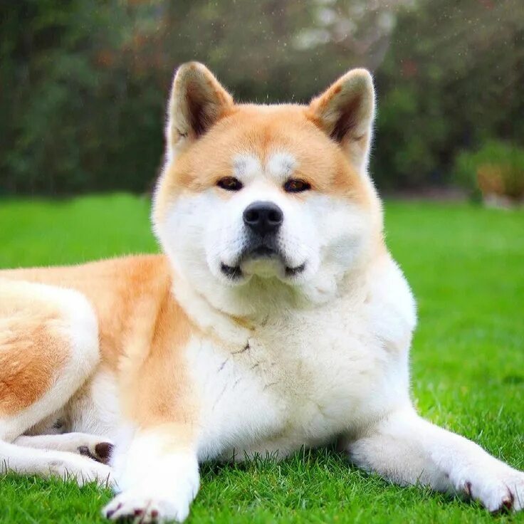 Порода собак акита фото Akita Inu Breed Information, Characteristics & Heath Problems Working dogs breed