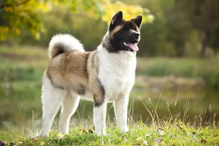 Порода собак акита фото Akita Dog Breed Information Akita dog, Best guard dogs, American akita dog