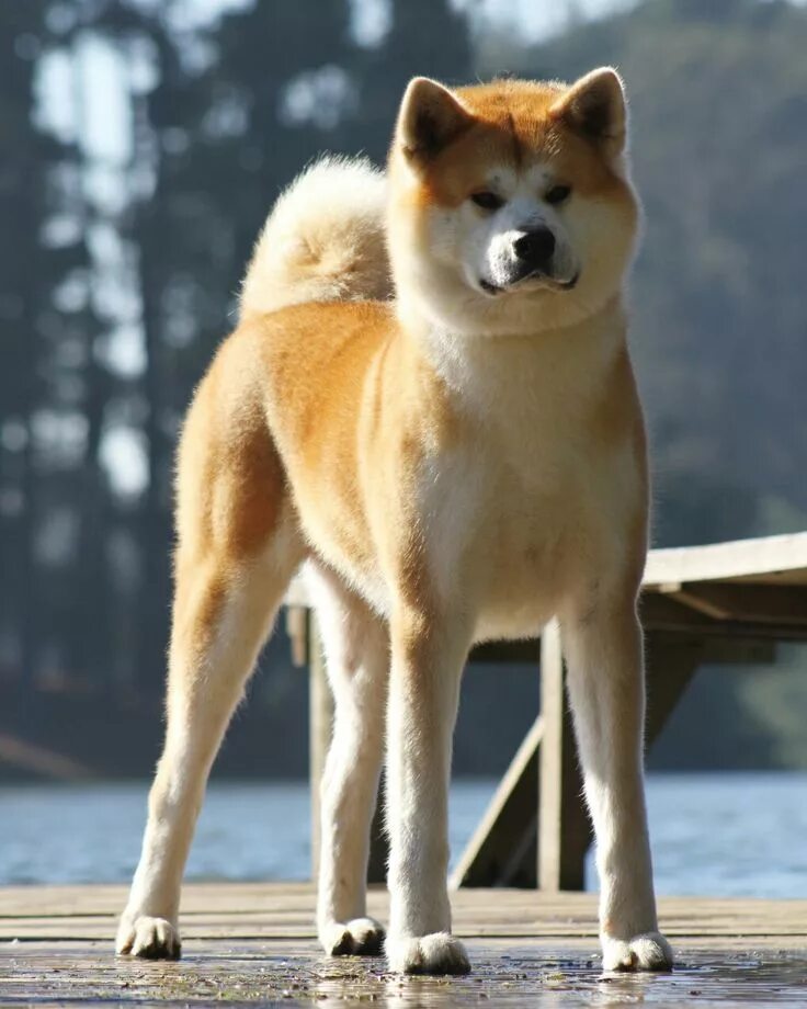 Порода собак акита фото цена Cute Akita Inu Dog on Wooden Pier