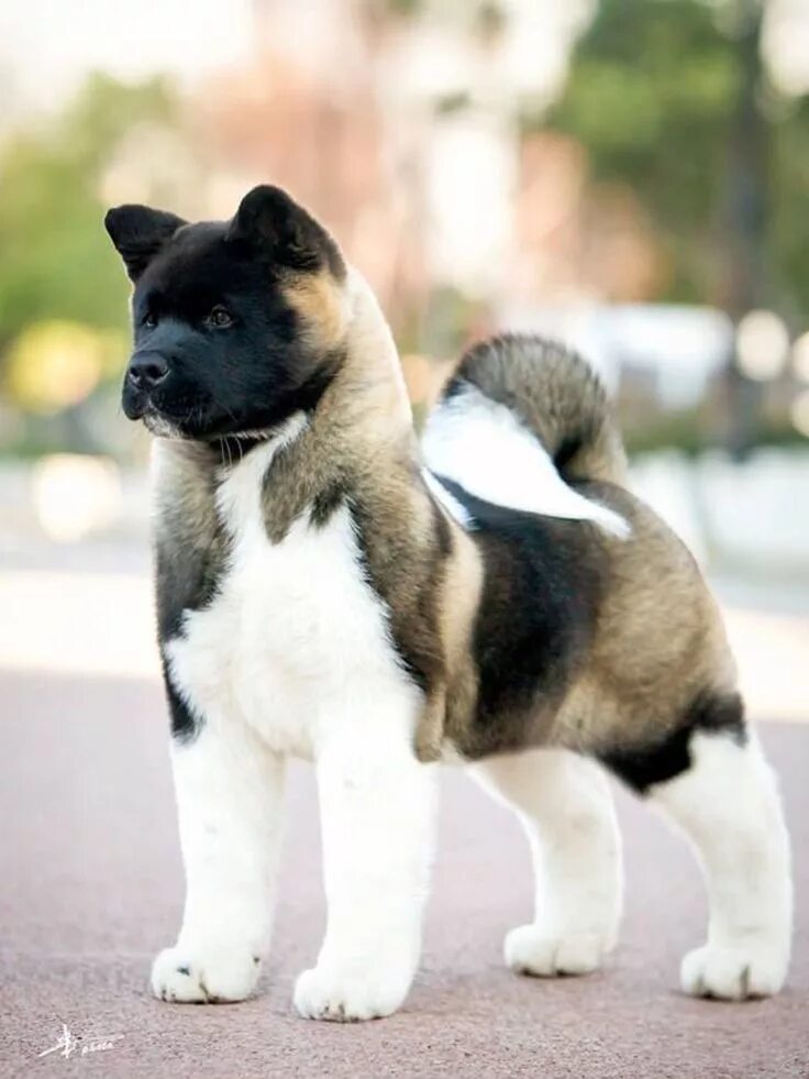 Порода собак акита фото цена Pin on Animaux domestiques Dog breeds, Cute dogs, Akita dog