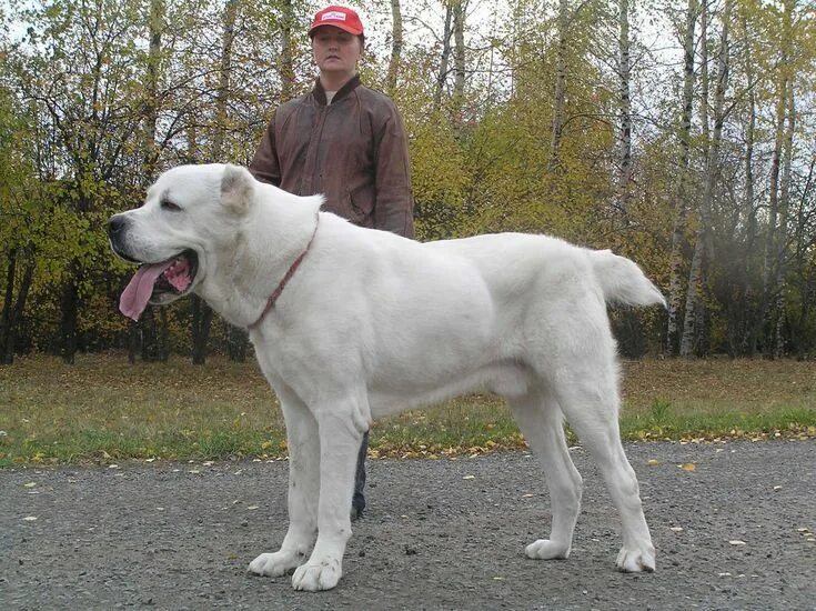 Порода собак алабай фото Pin on животные Alabai dog, Kangal dog, Dog breeds