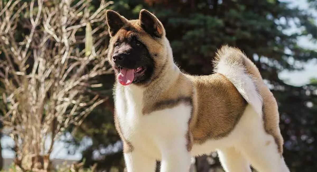 Порода собак американский акита фото цена Best Dog Stuff for Akita Akita puppies, Akita dog, Akita puppies for sale