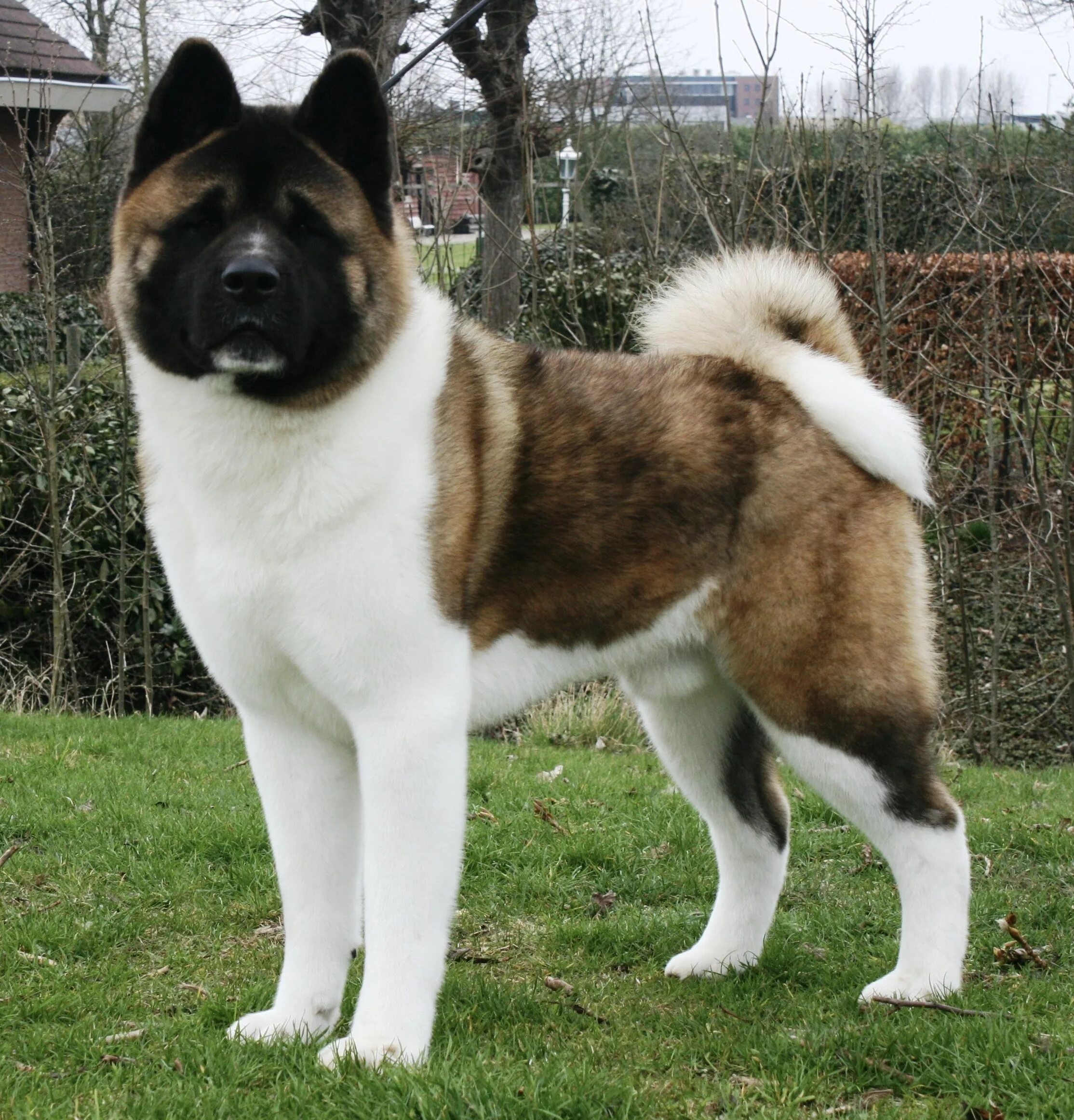 Порода собак американский акита фото цена American Akita Dog in 2023