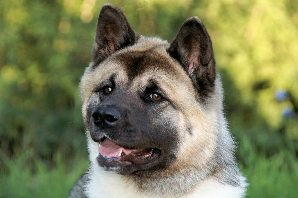 Порода собак американский акита фото цена American Akita Akita dog, American akita dog, American akita