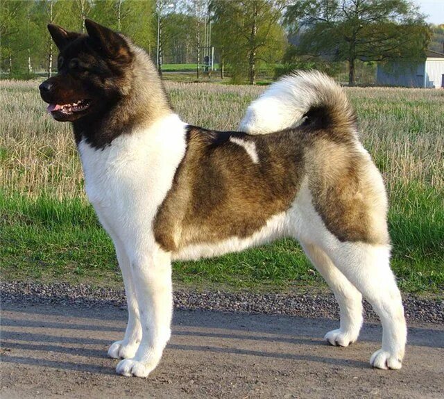 Порода собак американский акита фото цена American Akita - Dog Breed Information