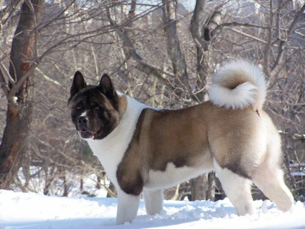 Порода собак американский акита фото цена 10 Surprising Facts About Akitas Dog Breeds , Part 1/6 Akita puppies, Akita, Aki