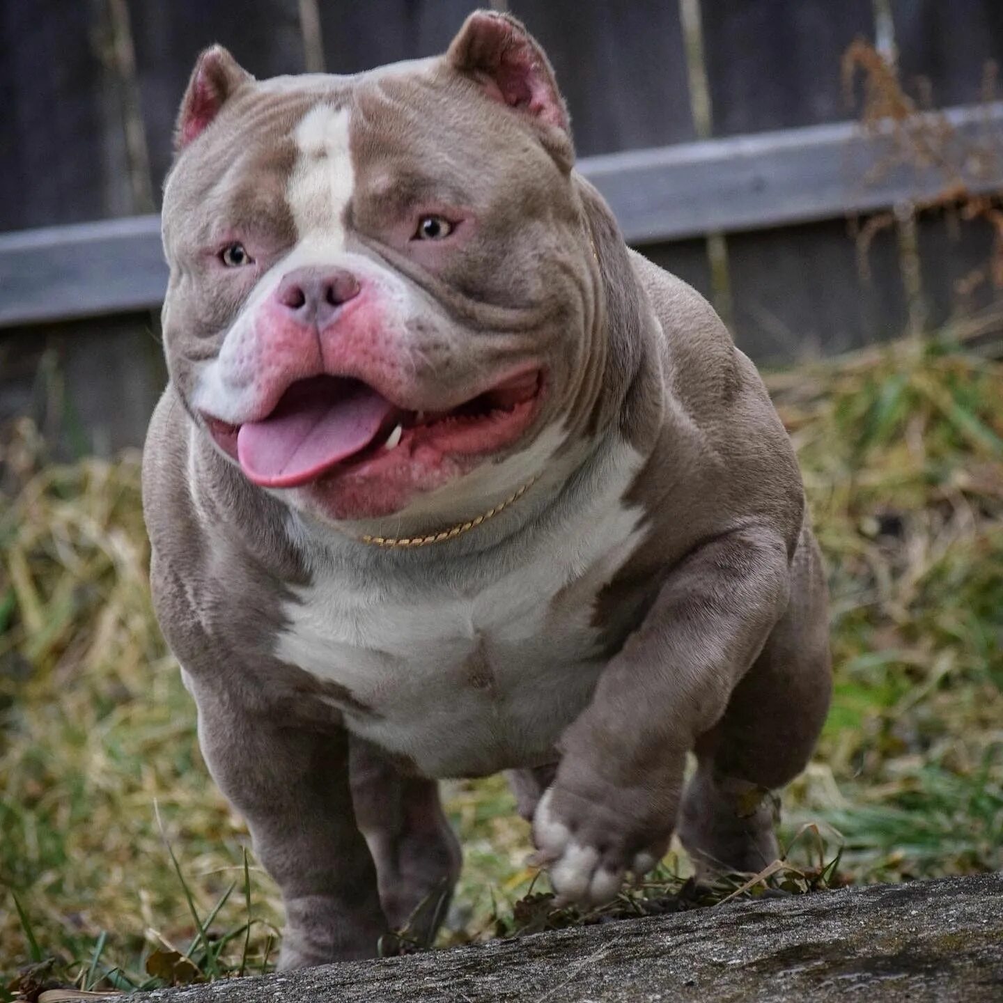 Порода собак американский булли фото AMERICAN BULLY LEGEND LOUIS V LINE’S VENOM RETIRES, SONS & RIGHTFUL HEIRS LAY CL