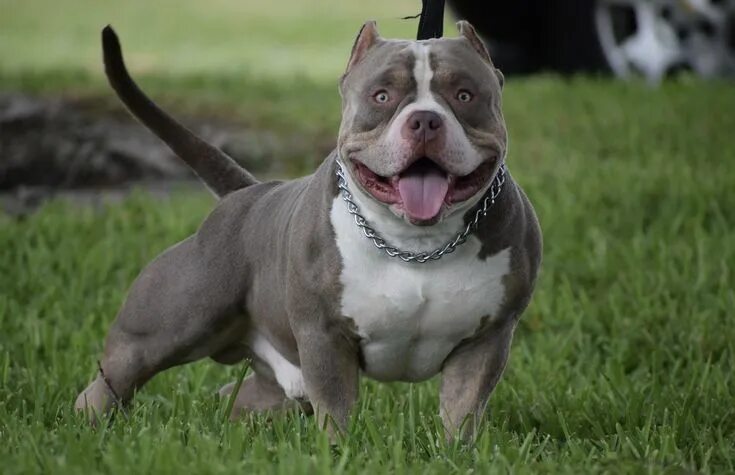 Порода собак американский булли фото THE LILAC & CHOCOLATE TRI COLOR AMERICAN BULLY Perros musculosos, Perros fuertes