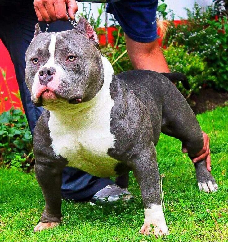 Порода собак американский булли фото Super Bully... Bully breeds dogs, Pitbull dog breed, Bully dog