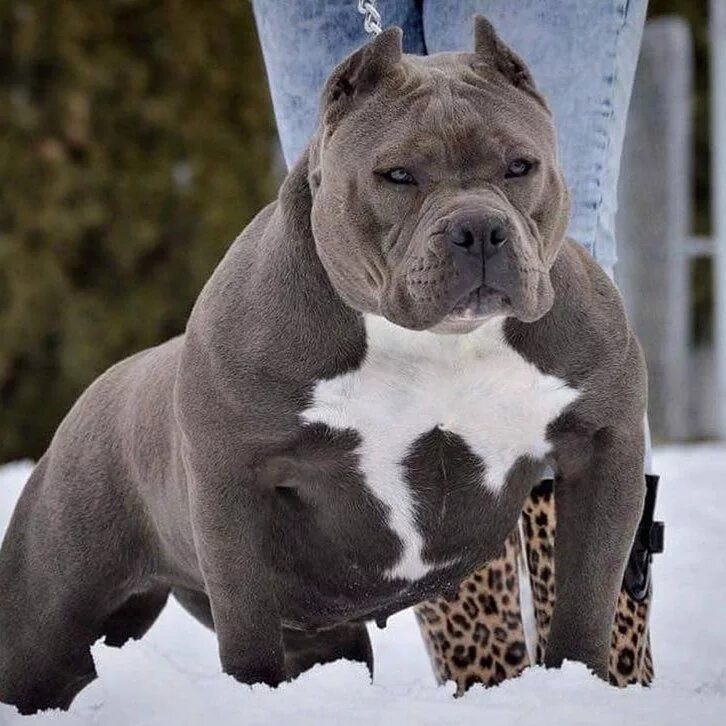 Порода собак американский булли фото Adult Razor American Bully Bully breeds dogs, Pitbulls, Blue pitbull