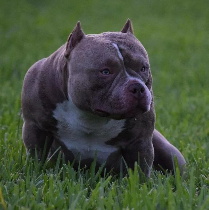 Порода собак американский булли фото Pin på Best American Bullies