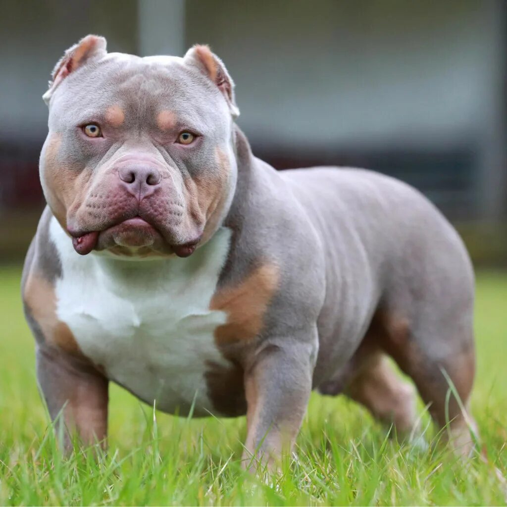 Порода собак американский булли фото American Bully