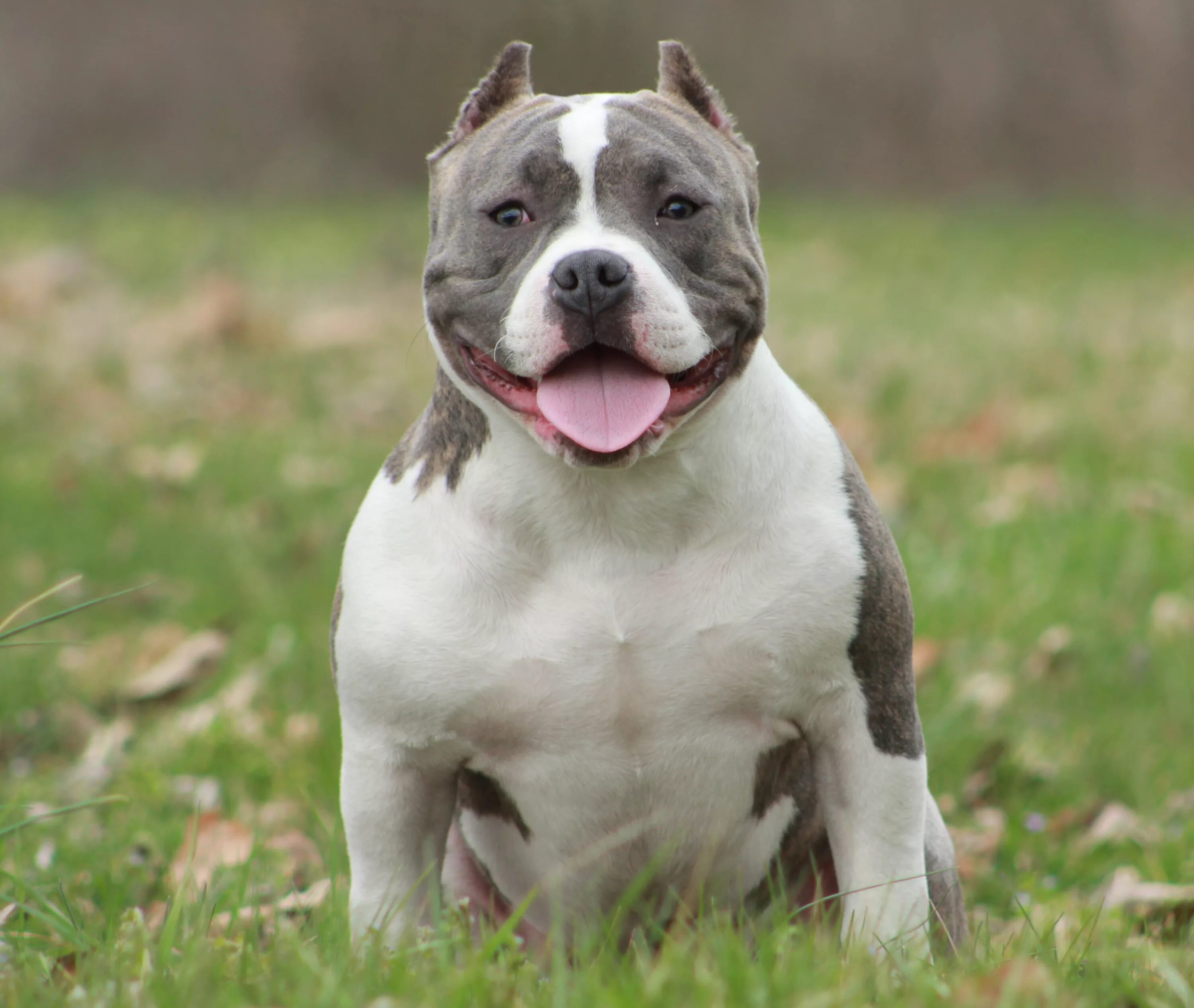 Порода собак амстафф фото File:Jaxson - Male Pocket American Bully (8599226542).jpg - Wikimedia Commons