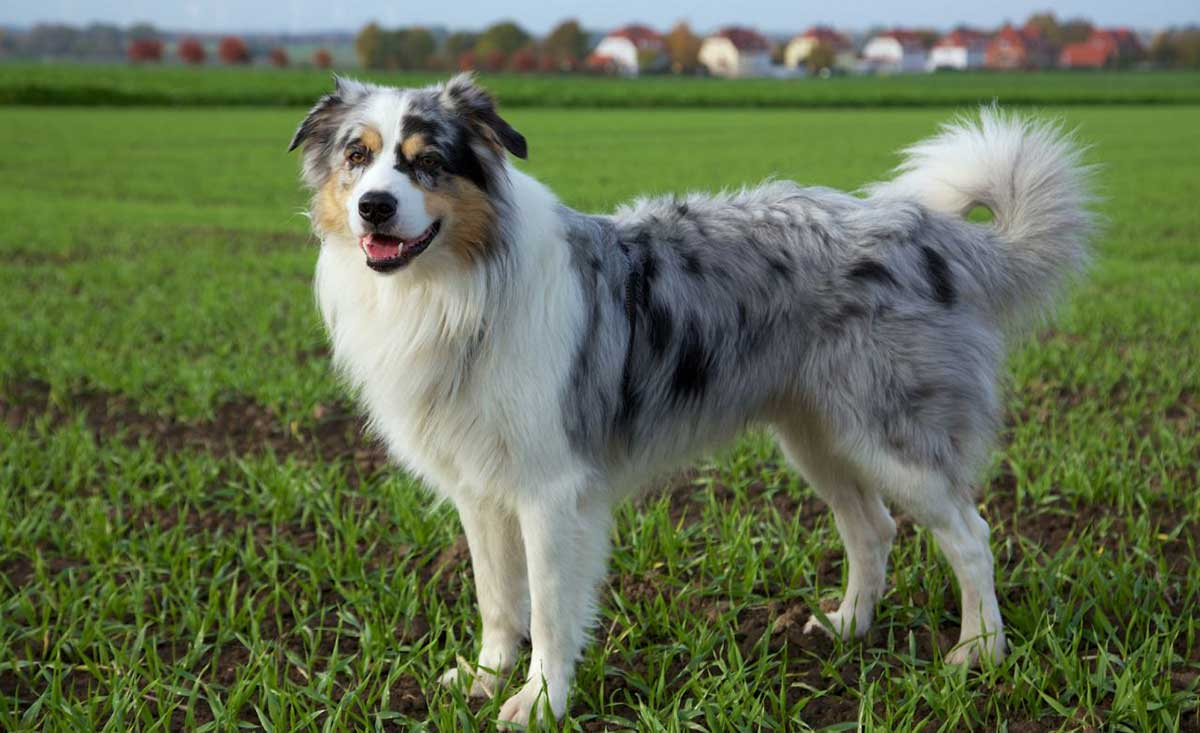 Порода собак аусси фото цена australian shepherd - Google Search Australian shepherd, Australian shepherd dog