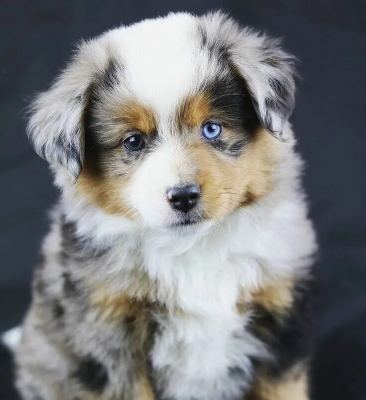 Порода собак аусси фото цена #bestillmyheart #miniaussie #australianshepherd #aussiesofig #bluemerle #adorabl