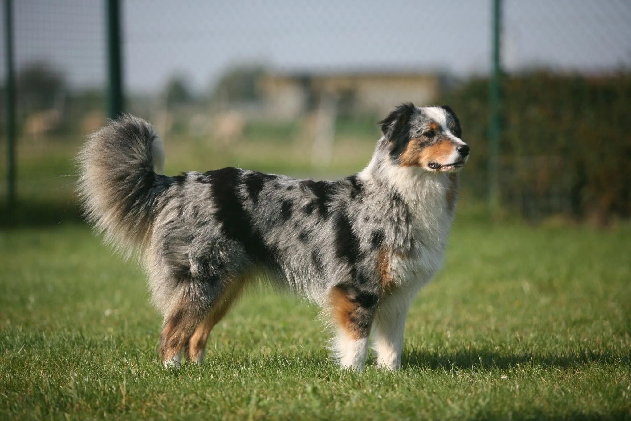 Порода собак аусси фото цена Australian Shepherd with tail Aussie dogs, Australian shepherd, Aussie shepherd