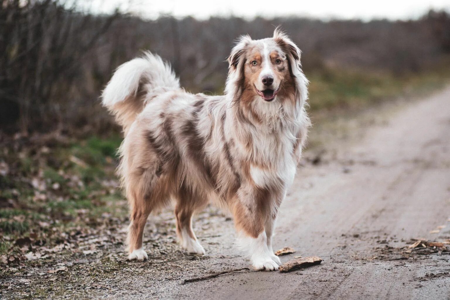 Порода собак аусси фото цена How Your Dog's Coat Works and How To Take Care Of It Australian shepherd, Shephe