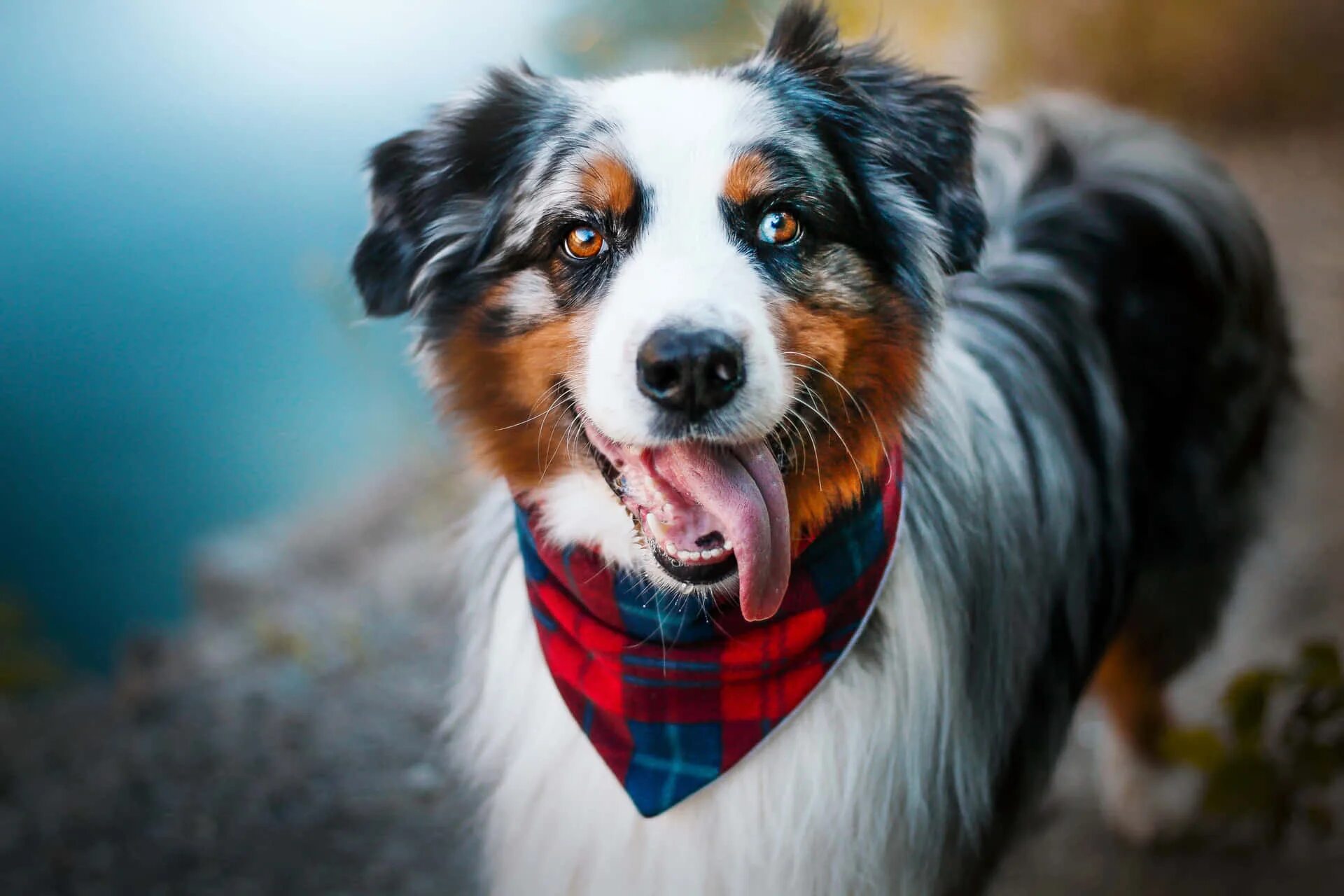 Порода собак аусси фото цена Download Australian Shepherd Dog Travel Adventure Picture Wallpapers.com